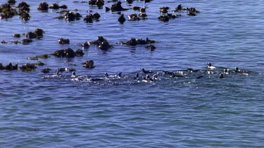 Penguins swimming near seaweed