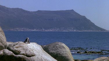 Two penguins standing close together on a rock, sea and mountains in bg.