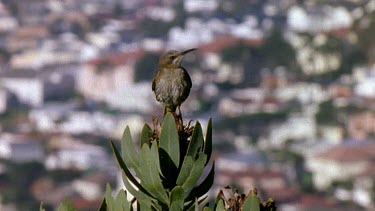 Sugarbird perched on a protea with city in BG.