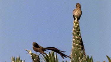 Two sugarbirds perched on apex of plants, see very long tail, preening