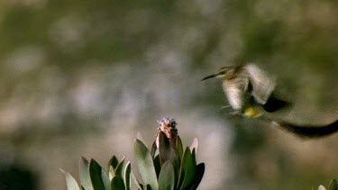 One sugarbird chases another off its perch in defence of territory.