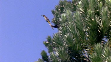 Sugarbird courtship flight display. Uses very long tail and somersaults through the air to impress females