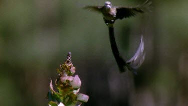 Sugarbird courtship flight display. Calling.
