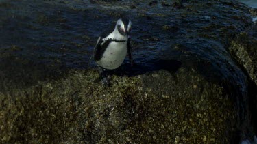 Penguin dives feet first into sea from rock