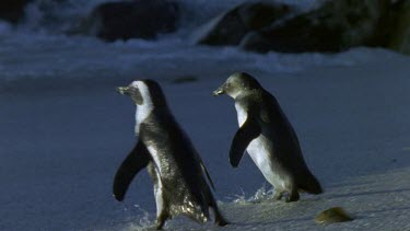 Penguins dive into rough seas