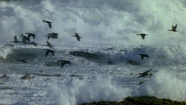 Cormorant flock fly over very rough seas and through big crashing waves