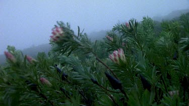 Protea plants blowing in strong wind and rain