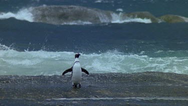 Strong wave sweeps penguin off rock and out to sea