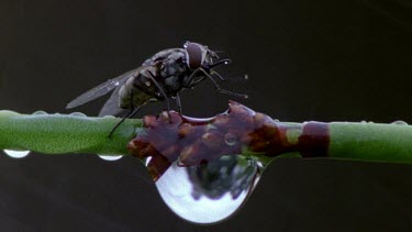 Fly on a branch in rain. A drop of water clings to the branch capturing the reflection of the fly.