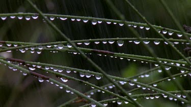 Raindrops cling to restio grass stalks.