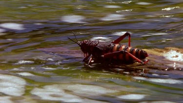 red grasshopper floating on debris is washed down stream