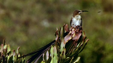 Sugarbird on bush, buzzed by fly. Bird chases insect