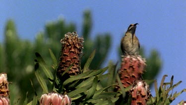 Sugarbird lands on protea bush with fly in beak