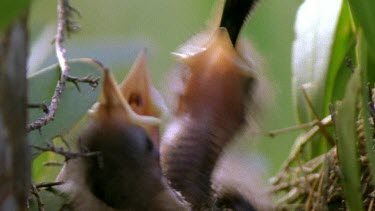 Sugarbird chick defecates and parent removes faeces