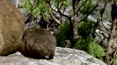 Baby rock hyrax follows parent adult