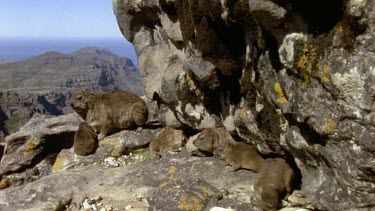Jib up from young rock hyrax playing to adult lookout