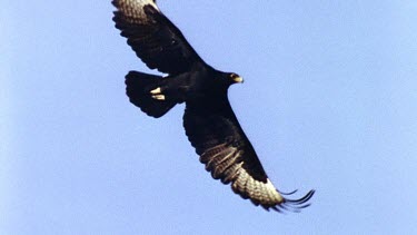 Black eagle soaring
