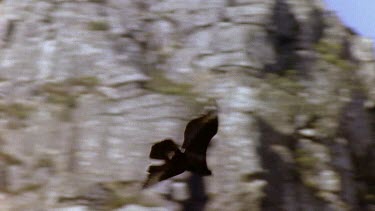 Black eagle soaring along cliff face