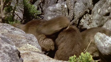 Rock hyrax huddled together in rock crevice for protection