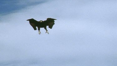Black eagle swoops down towards Rock Hyrax prey
