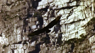 Black eagle soaring along cliff face