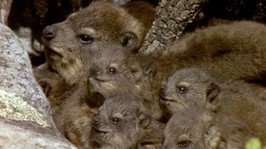 Rock Hyrax huddling together for protection, all watching for potentiol predators.