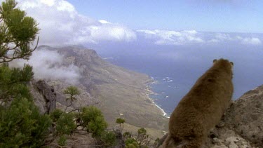 Rock Hyrax lookout in FG with view of Table Mountain and sea below.