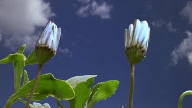 White Cape daisy flower opening