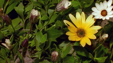 Cape Daisies opening