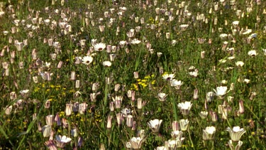 Field of Cape Daisies opening