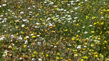 CGI Field of Cape Daisies opening