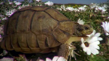 Angulate tortoise walks through field of wild Cape Daisies