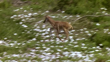 Bontebok calf runs to mother to suckle