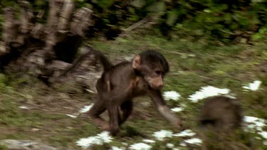 Baby baboon runs to join adults