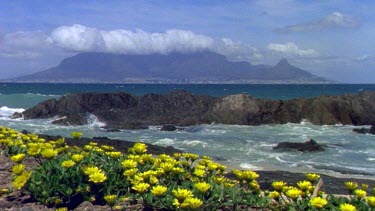 Table Mountain in distance with "tablecloth" of cloud over it. Wild Cape daisies in fg.