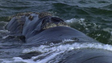 Southern Right Whale at surface, blowing. See barnacles around blowhole