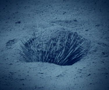 Echidna burrowing in ash at night, lifts head