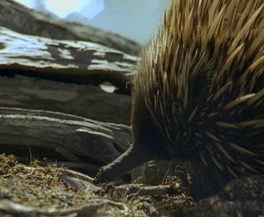 Echidna sniffing along ground, foraging