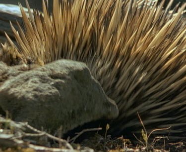Echidna lifts rock to forage for insects