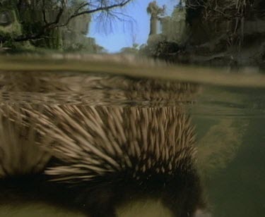 Echidna swimming underwater, away from camera