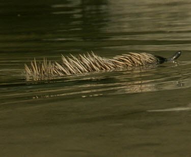 Echidna swimming, only quills are visible and a bit of nose.