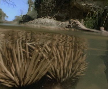 Echidna swimming underwater, comes to rest at a rock and starts to climb out slowly.
