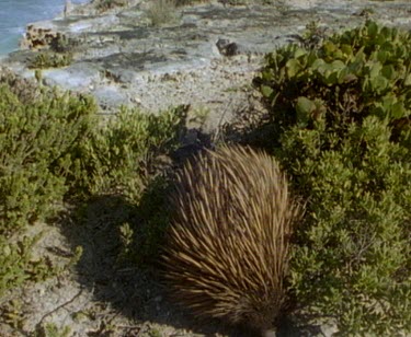 From foraging echidna to coastline in bg