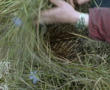 Scientist reveals echidna hidden in grass