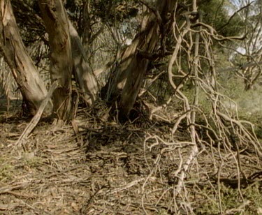 Scientist approaches burrow with her research equipment. She kneels down to look for the tagged echidna.