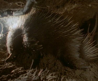 Echidna in burrow in state of torpor: lowers body temperature and breathing to save energy when food sources are low.