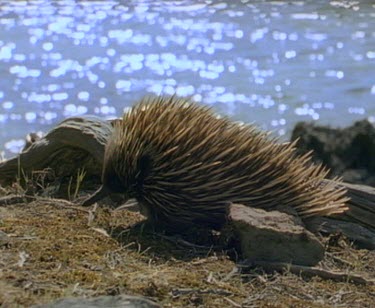 Echidna walking with Pelican Lagoon in Bg.