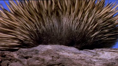 Echidna sniffing log, then walks out of shot.