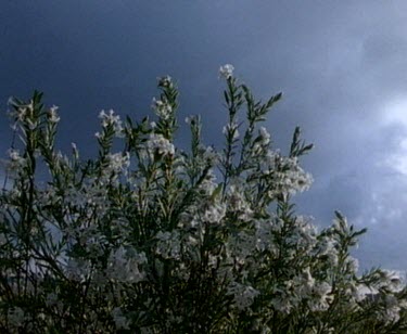 Bush with white flowers, rain clouds in bg.