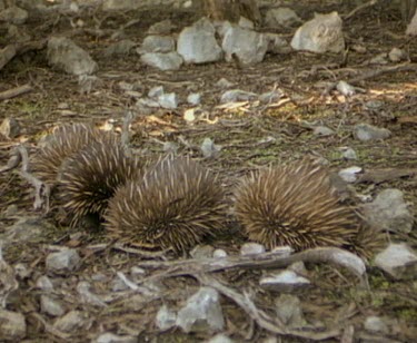 Echidna train. Three male echidna's follow female till she is ready to mate. One of the echidna's has a radio tag on it's back.